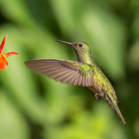 Scaly-breasted Hummingbird